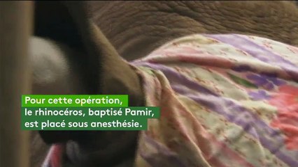 En République tchèque, un zoo décide de couper la corne d'un rhinocéros