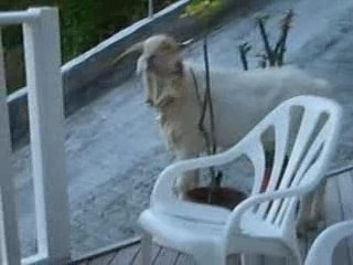 TU PUES LE BOUC