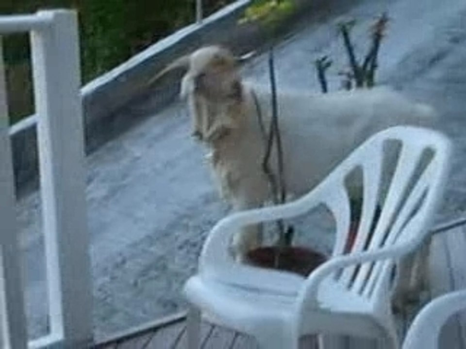 TU PUES LE BOUC