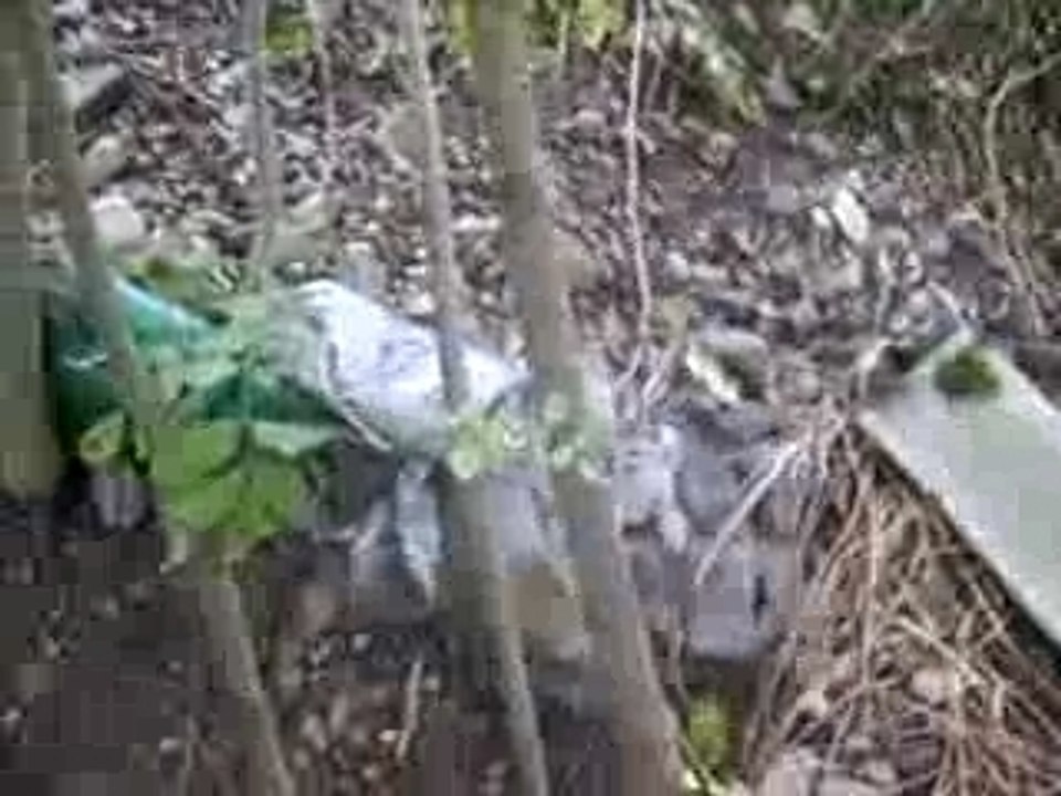 Les pigeons partie 3