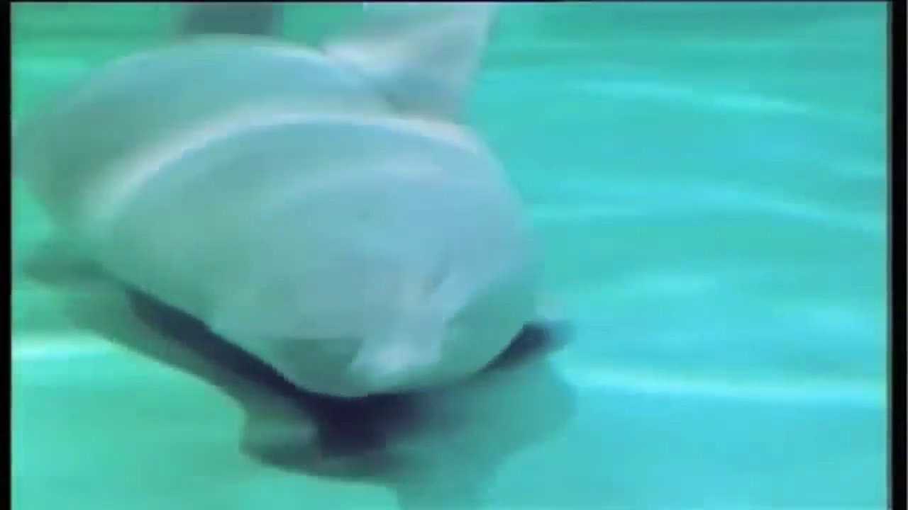 Shushuk dolphin or Blind River Dolphin (Endangered)