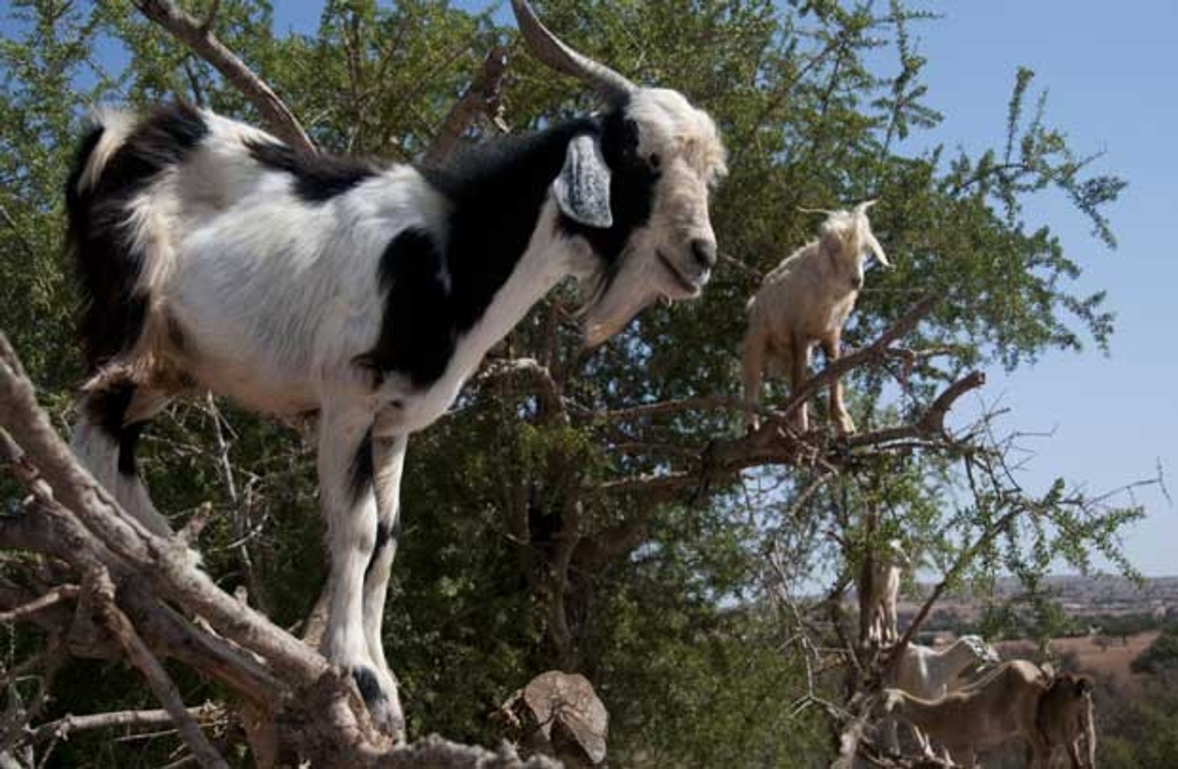 CABRAS MONTANHESAS NAS ARVORES, VIDEOS DE ANIMAIS, VIDA ANIMAL, REINO ANIMAL