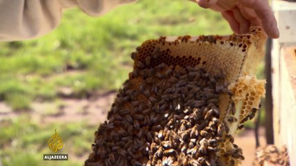 Bumblebees added to US endangered species list