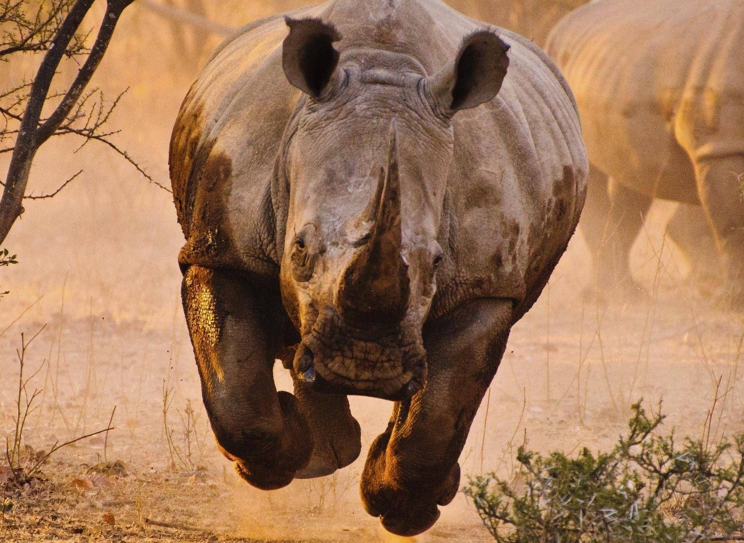 HIPOPOTAMO e RINOCERONTE INTERAGINDO, VIDEO DE ANIMAIS SELVAGENS, REINO ANIMAL, VIDA SELVAGEM