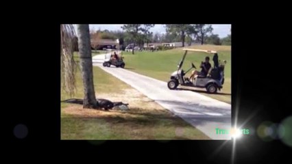 GIANT ALLIGATOR ON GOLF COURSE - real or fake