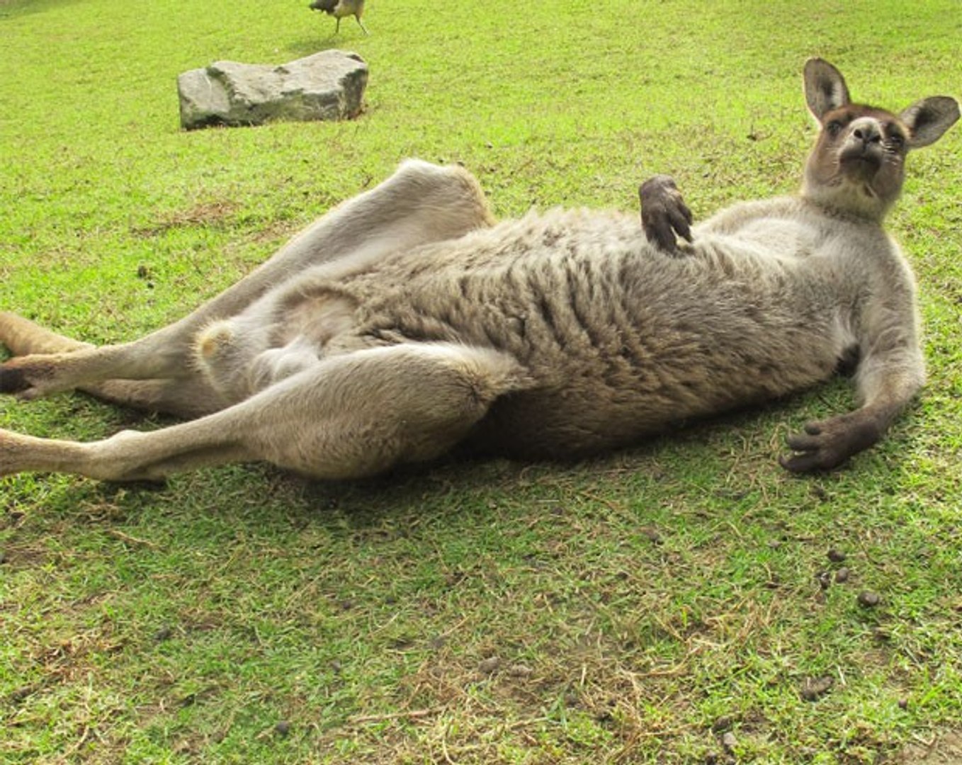 CANGURU VERMELHO GIGANTE, VIDEO DE ANIMAIS SELVAGENS, REINO ANIMAL, VIDA SELVAGEM