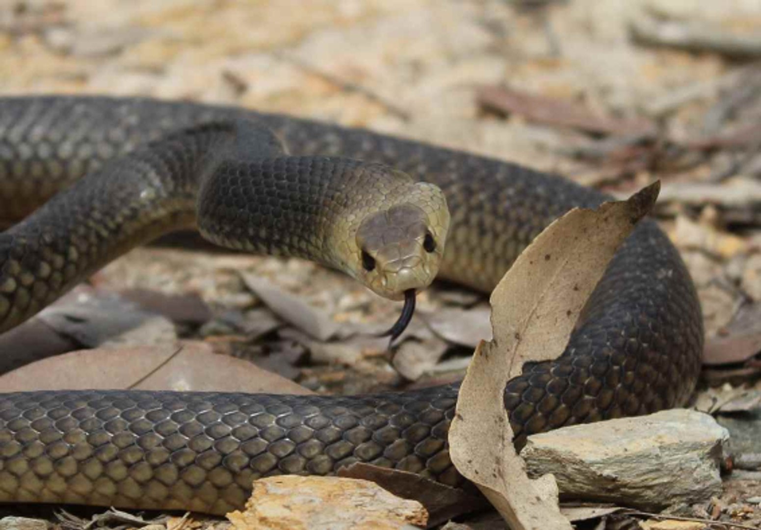 COBRA MARROM SERPENTE VENENOSA, VIDEO DE ANIMAIS SELVAGENS, REINO ANIMAL, VIDA SELVAGEM