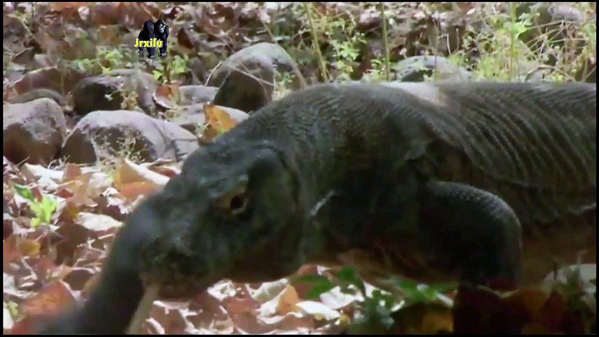 DRAGAO DE COMODO, VIDEO DE ANIMAIS SELVAGENS, REINO ANIMAL, VIDA SELVAGEM