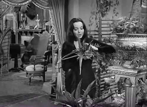 A Familia Addams Episodio 22 Amnésia na Família Addams DUBLADO_xvid