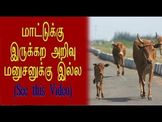 நாய் சண்டையை விலக்கும் மாடு | Cow tries to stop fight between dogs- Oneindia Tamil