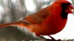 Must See Minnesota Audubon Stunning NATURE BIRD WILD LIFE VIDEO in HD