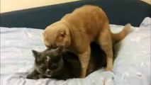 Cats mating (very funny)
