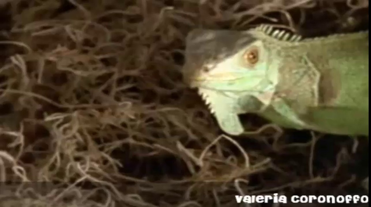 158.The Chameleon Top Horror Villains Antiheroes