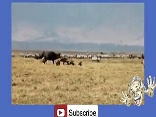 Buffalo's Kill Lion -hehe _33