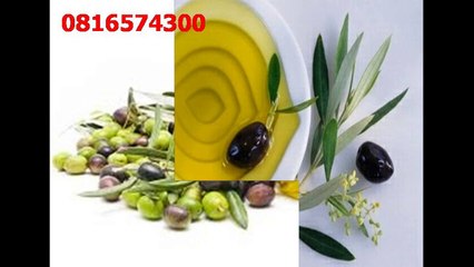 081-657-4300 (Indosat) Jual Minyak Zaitun Ambon