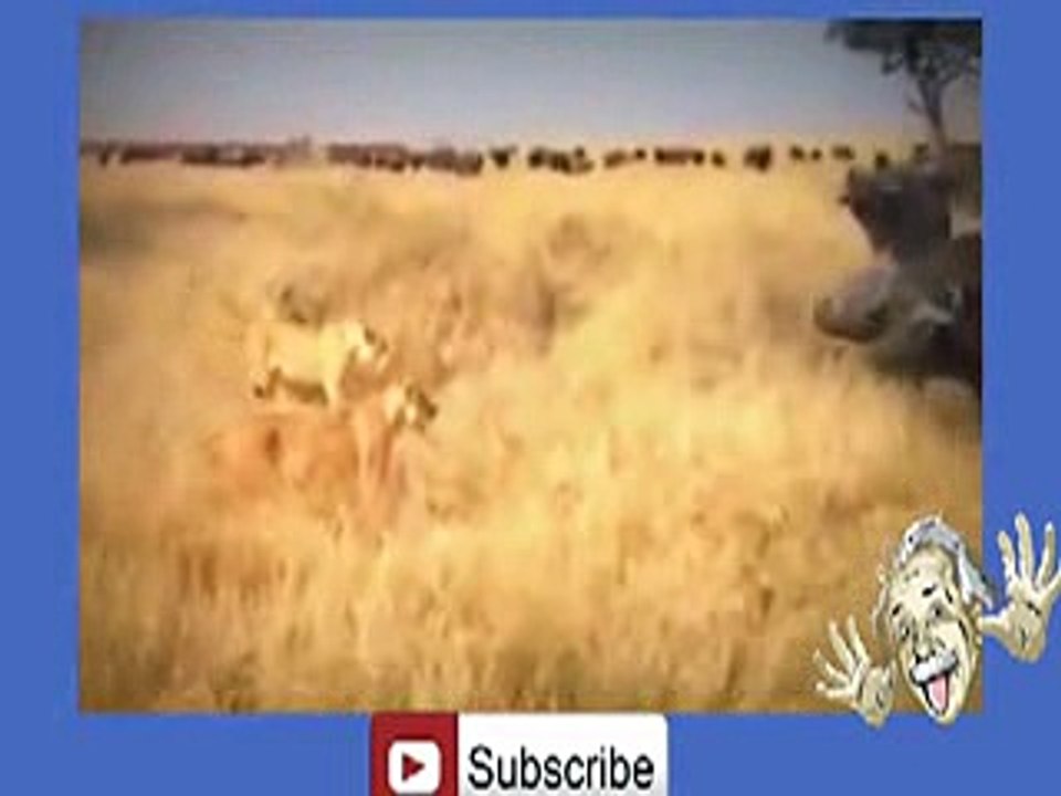 Buffalo's Kill Lion -hehe _6