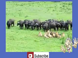 Buffalo's Kill Lion -hehe _12
