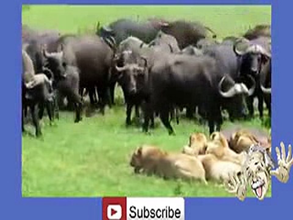 Buffalo's Kill Lion -hehe _13