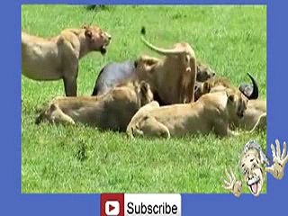 Buffalo's Kill Lion -hehe _18