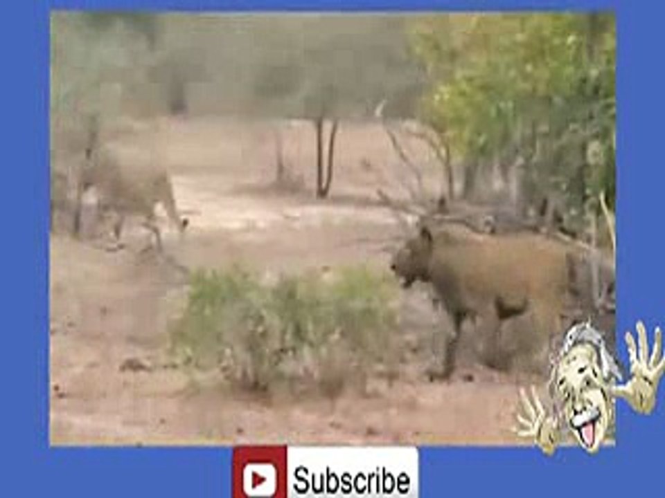 Buffalo's Kill Lion -hehe _19
