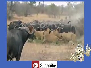 Buffalo's Kill Lion -hehe _22