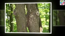 Funny Pictures ! Funny Trees Amazing ! Funny Shaped Plants ! Whats