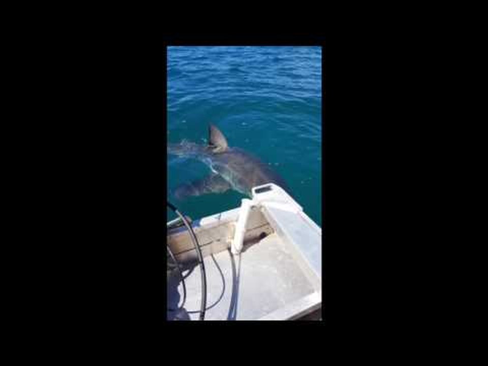 Great White Shark Circles Fisherman in New Zealand