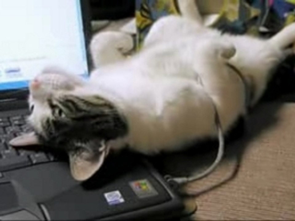 CAT´S - COMPILATION