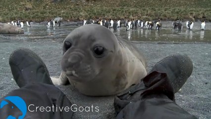 Man Brutally Attacked By Baby Seal (CUTE)