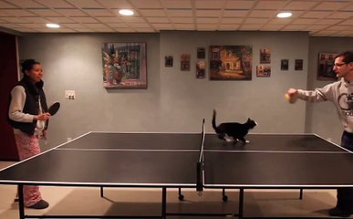 Masa tenisinde madalyaya koşan kedi