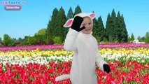 Mary Had A Little Lamb Nursery Rhyme With Lyrics - Cartoon Animation Rhymes & Songs for Ch