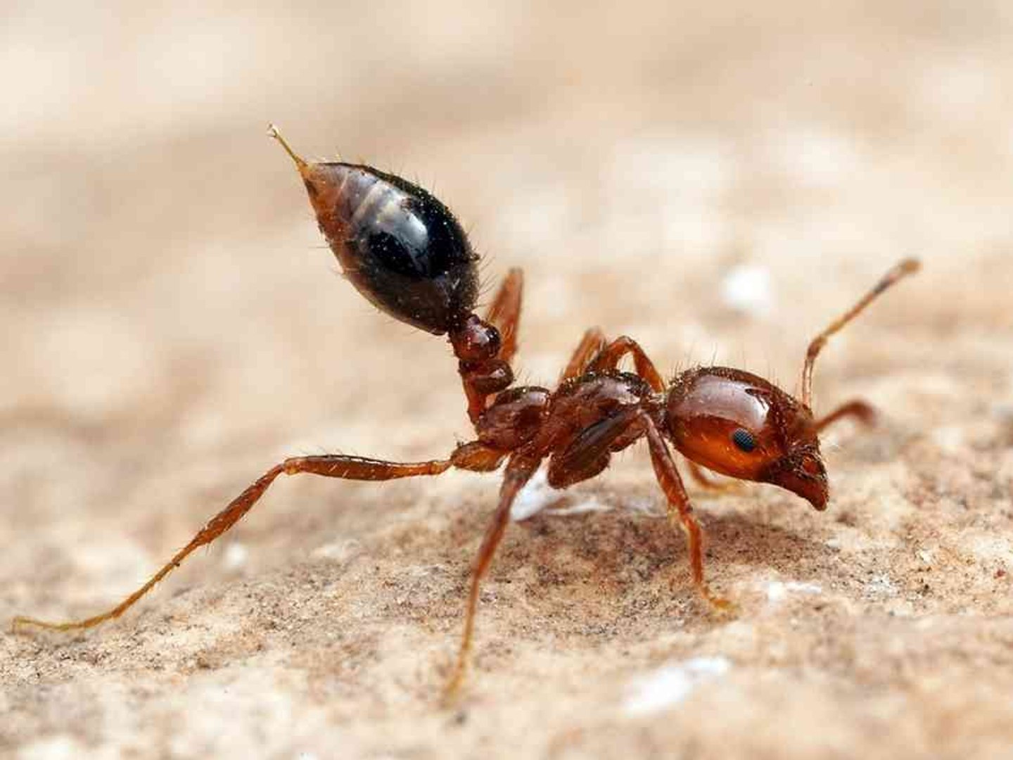 ⁣Top 10 Most Painful Insect Stings In The World