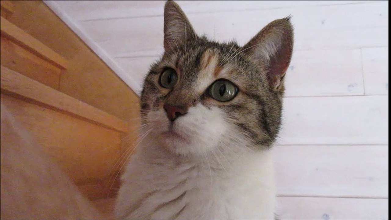 chat