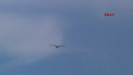 Marmaris Baharın Müjdecisi Leylekler Ortaca'da