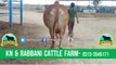 356 || Super Qurbani Bull || Bakra eid in Karachi, Pakistan || Kn & Rabbani Cattle Farm