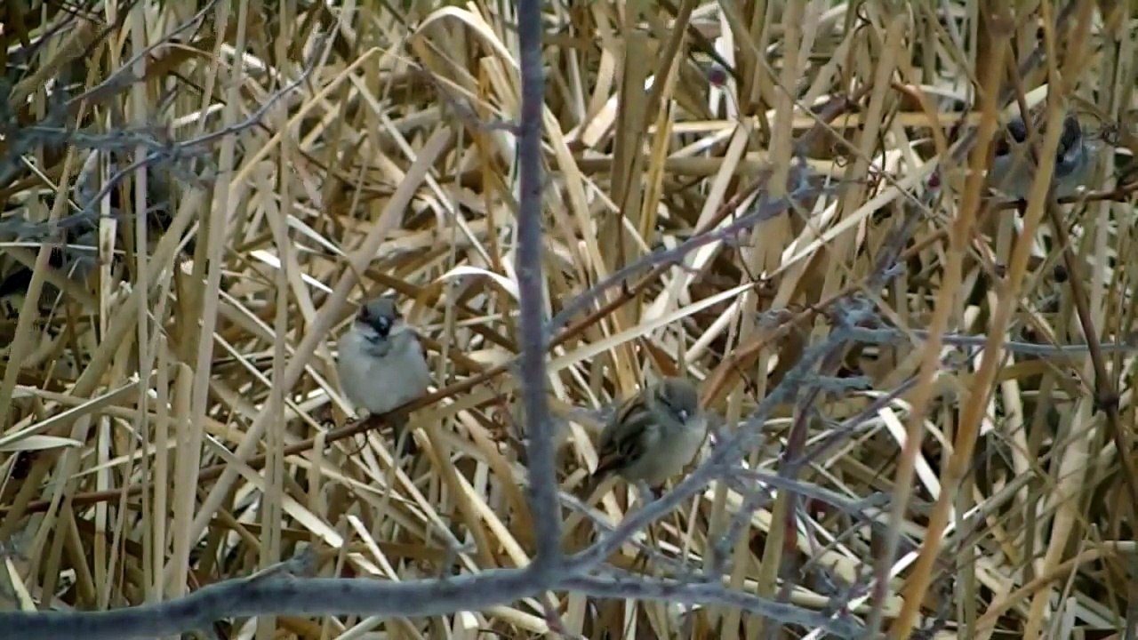Videos y Película Para Gatos - Canto de Aves
