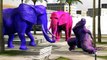 Colors Dinosaurs Vs Elephant Lion Tiger Evil Action Fight Movies For Kids Cartoon Gorilla