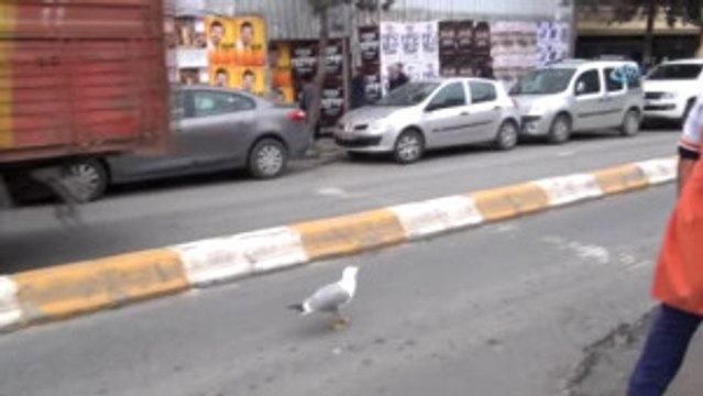 Taksim'de Kanadı Kırık Martıya Vatandaş Şefkati