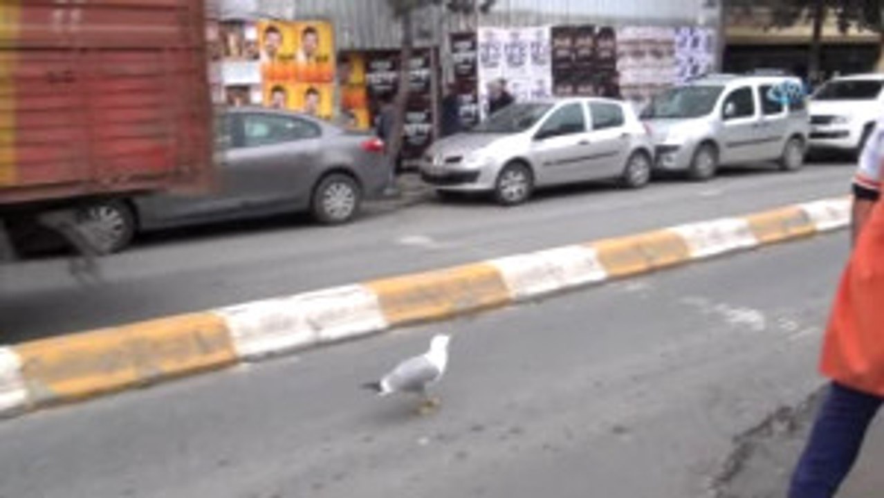Taksim'de Kanadı Kırık Martıya Vatandaş Şefkati
