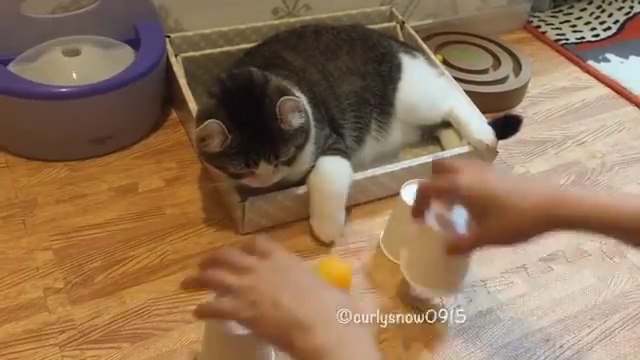 Ce chat trouve toujours la balle sous les gobelets !! Génie !