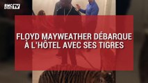 Floyd Mayweather débarque à l’hôtel avec ses tigres