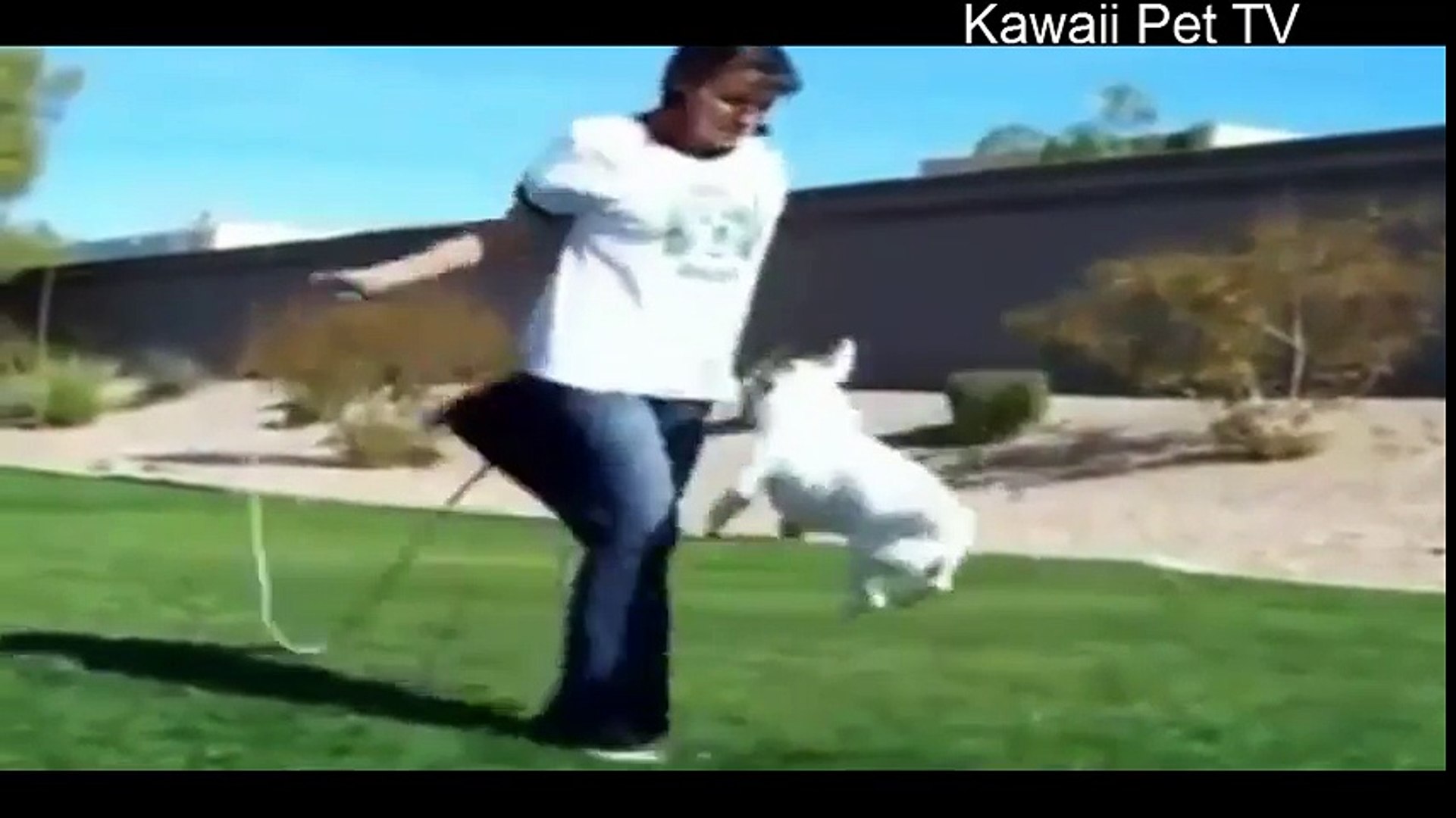 おもしろ犬 世界一賢い犬の動画 恋人がいるより犬を飼ったほうが楽しいと思う 笑 10 Video Dailymotion