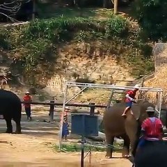 Solu öldüren, sağı süründüren doğuştan futbolcu fil