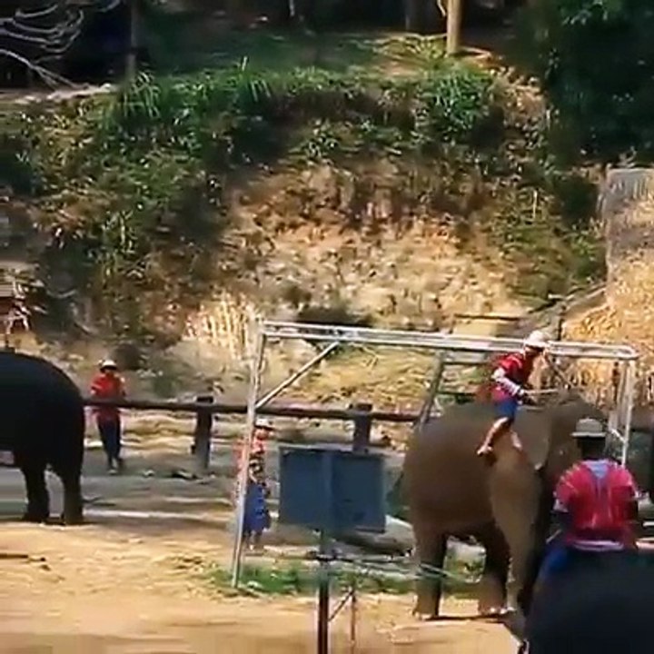 Solu öldüren, sağı süründüren doğuştan futbolcu fil
