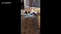 Dog and puppy have feisty tug-of-war over sock