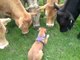 This Is What Happens When a Boxer Pup Meets a Herd of Cows