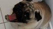 A Pug Yawning Should Not Be This Adorable