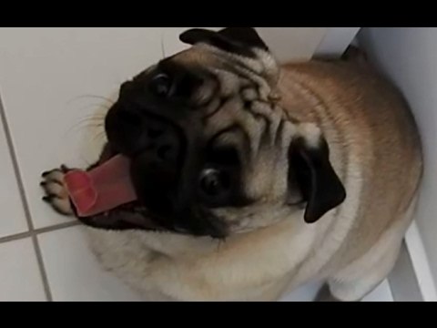 A Pug Yawning Should Not Be This Adorable