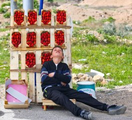 Çilek Satan Küçük Çocuk, Müşteri Beklerken Uyuya Kaldı