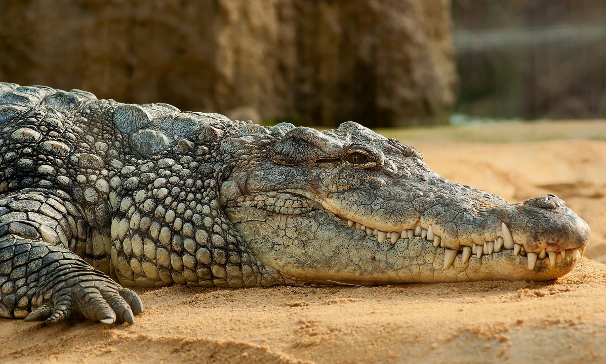 Ultimate Crocodile - National Geographic Documentary - video Dailymotion